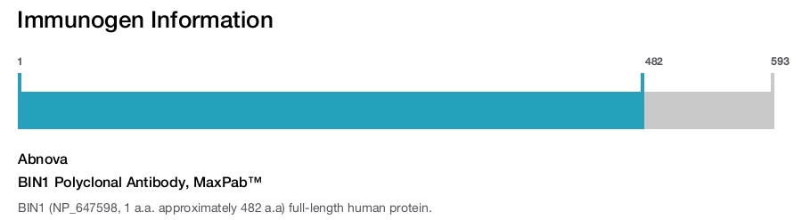 BIN1 Polyclonal Antibody, MaxPab™