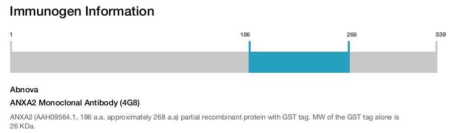 ANXA2 Monoclonal Antibody (4G8)