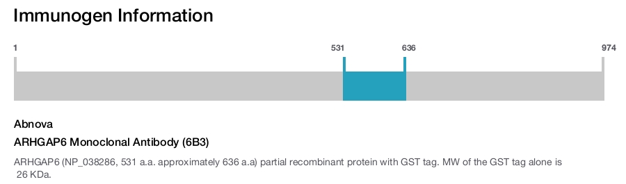 ARHGAP6 Monoclonal Antibody (6B3)