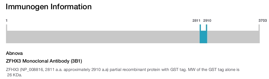 ZFHX3 Monoclonal Antibody (3B1)