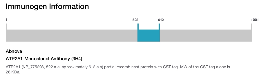 ATP2A1 Monoclonal Antibody (3H4)