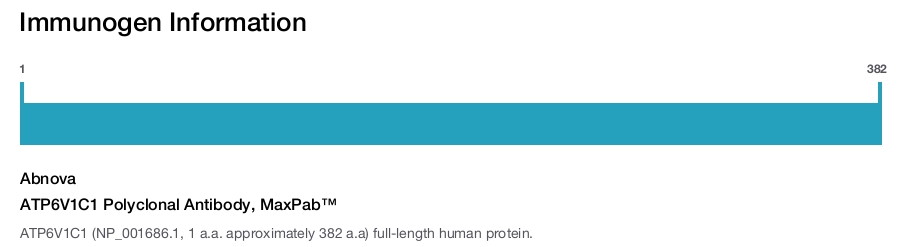 ATP6V1C1 Polyclonal Antibody, MaxPab™