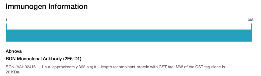 BGN Monoclonal Antibody (2E6-D1)