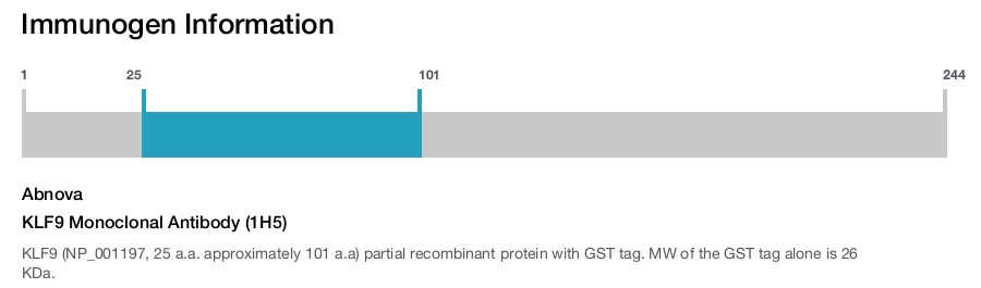 KLF9 Monoclonal Antibody (1H5)