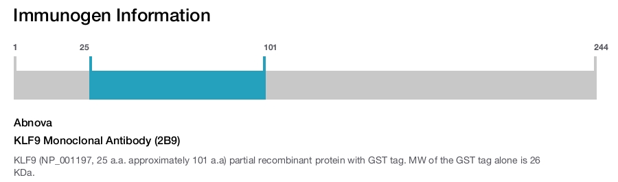KLF9 Monoclonal Antibody (2B9)