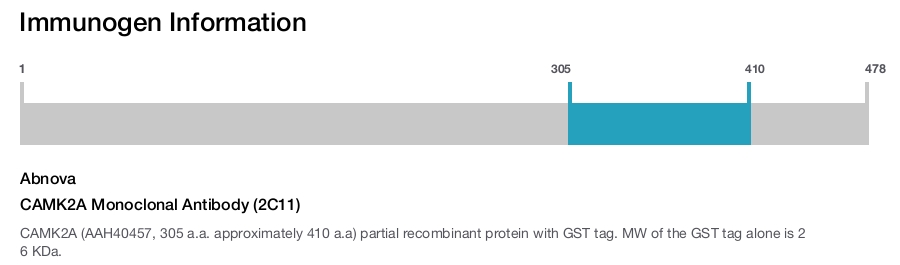 CAMK2A Monoclonal Antibody (2C11)