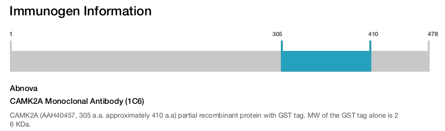 CAMK2A Monoclonal Antibody (1C6)