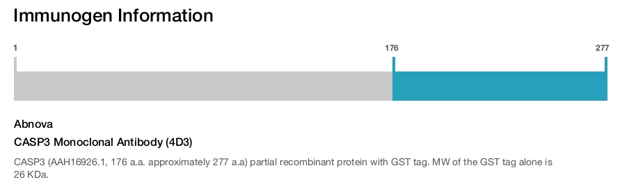 CASP3 Monoclonal Antibody (4D3)