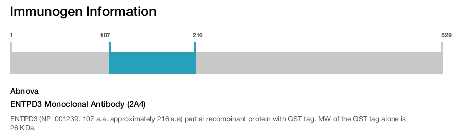 ENTPD3 Monoclonal Antibody (2A4)