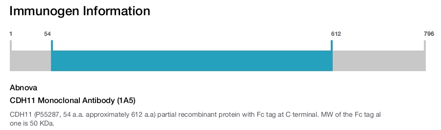 CDH11 Monoclonal Antibody (1A5)