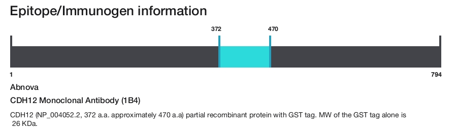 CDH12 Monoclonal Antibody (1B4)