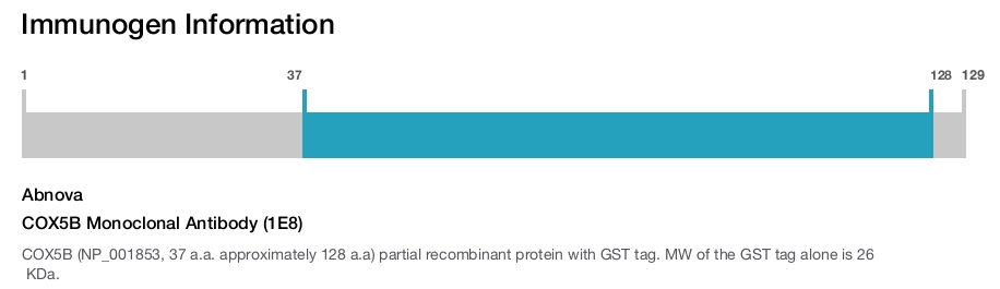COX5B Monoclonal Antibody (1E8)