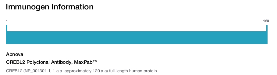 CREBL2 Polyclonal Antibody, MaxPab&trade;