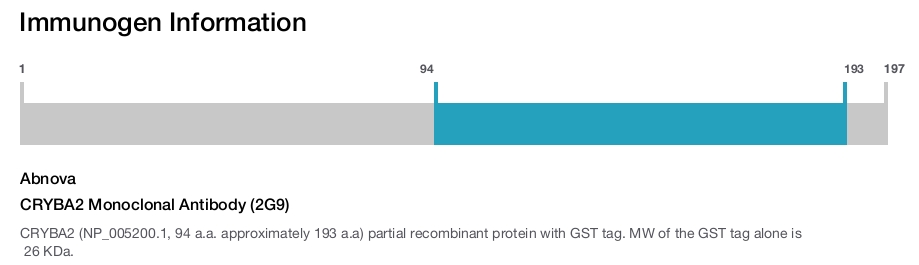CRYBA2 Monoclonal Antibody (2G9)