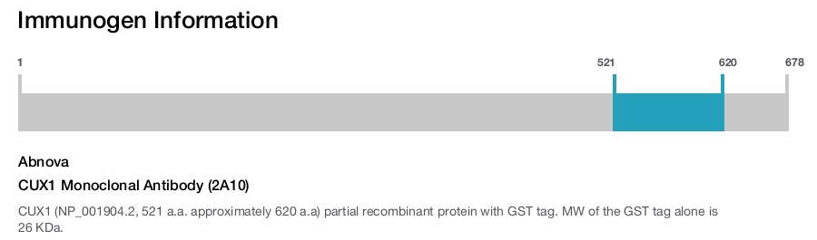 CUX1 Monoclonal Antibody (2A10)