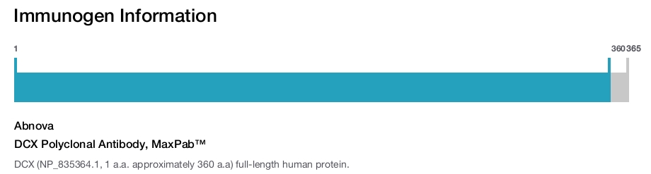 DCX Polyclonal Antibody, MaxPab™