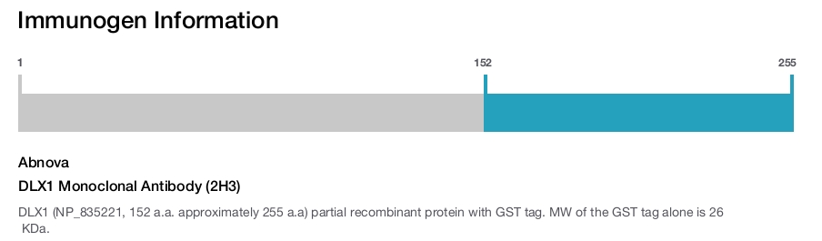 DLX1 Monoclonal Antibody (2H3)