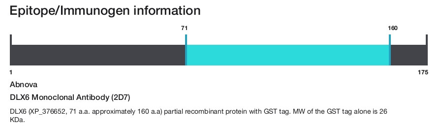 DLX6 Monoclonal Antibody (2D7)
