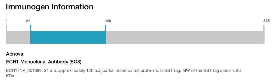 ECH1 Monoclonal Antibody (5G8)