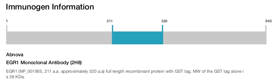 EGR1 Monoclonal Antibody (2H8)
