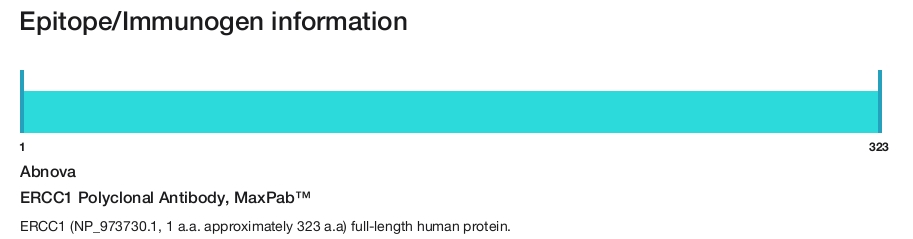 ERCC1 Polyclonal Antibody, MaxPab&trade;