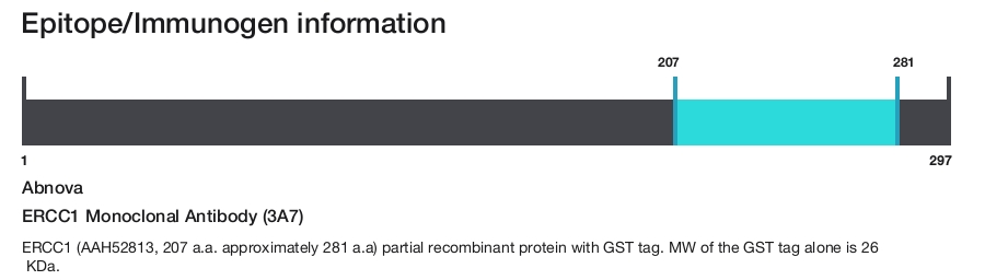 ERCC1 Monoclonal Antibody (3A7)