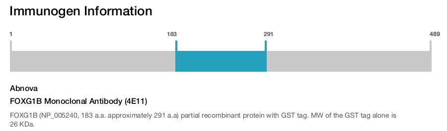 FOXG1B Monoclonal Antibody (4E11)