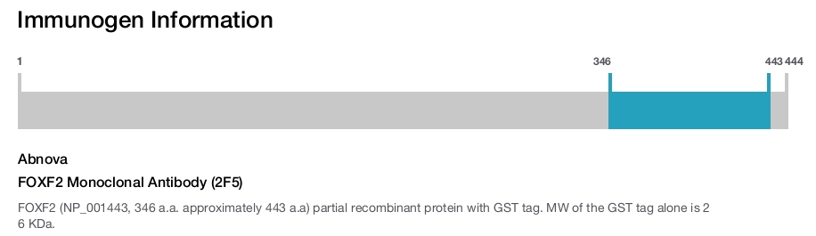 FOXF2 Monoclonal Antibody (2F5)