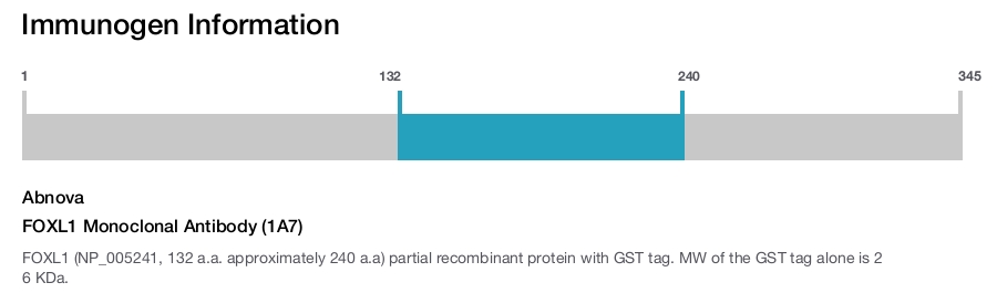 FOXL1 Monoclonal Antibody (1A7)