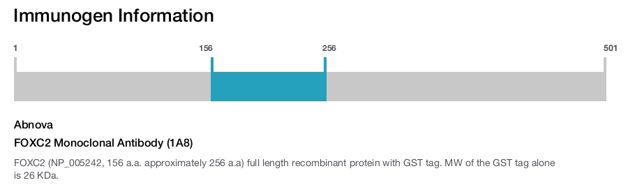 FOXC2 Monoclonal Antibody (1A8)