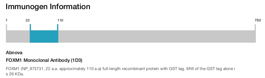 FOXM1 Monoclonal Antibody (1D3)