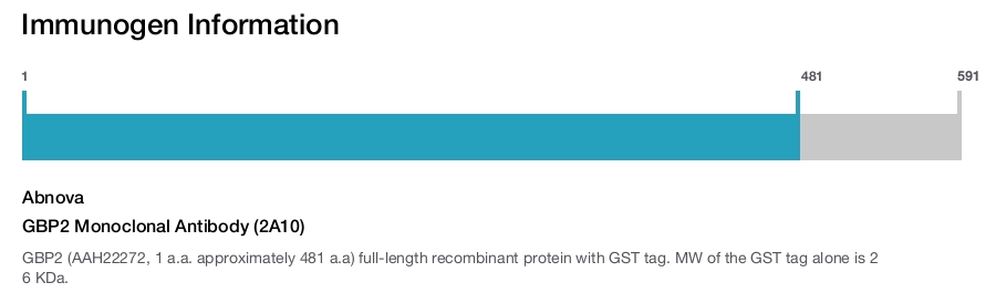 GBP2 Monoclonal Antibody (2A10)