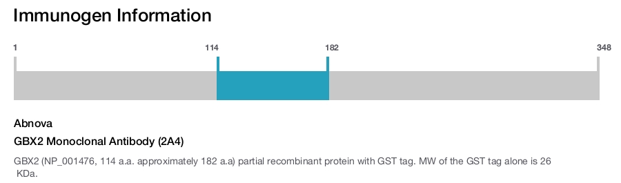 GBX2 Monoclonal Antibody (2A4)