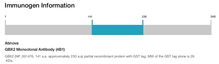 GBX2 Monoclonal Antibody (4B1)