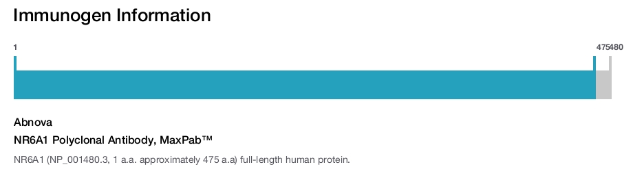 NR6A1 Polyclonal Antibody, MaxPab™