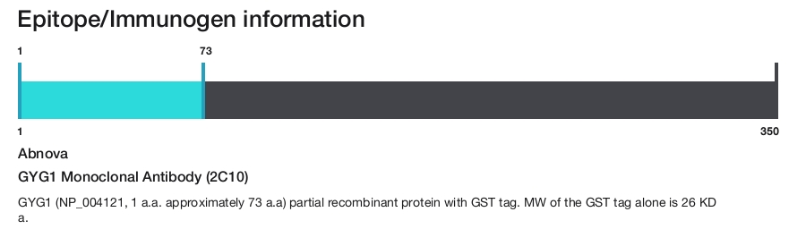 GYG1 Monoclonal Antibody (2C10)