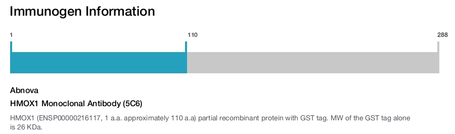 HMOX1 Monoclonal Antibody (5C6)