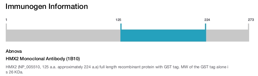 HMX2 Monoclonal Antibody (1B10)