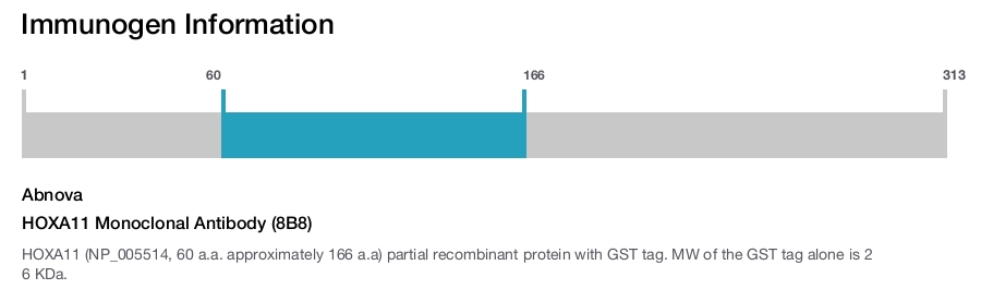 HOXA11 Monoclonal Antibody (8B8)