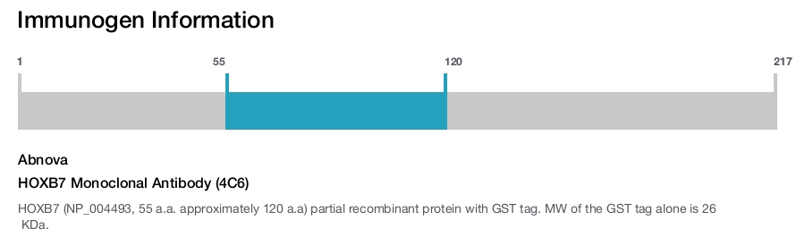 HOXB7 Monoclonal Antibody (4C6)