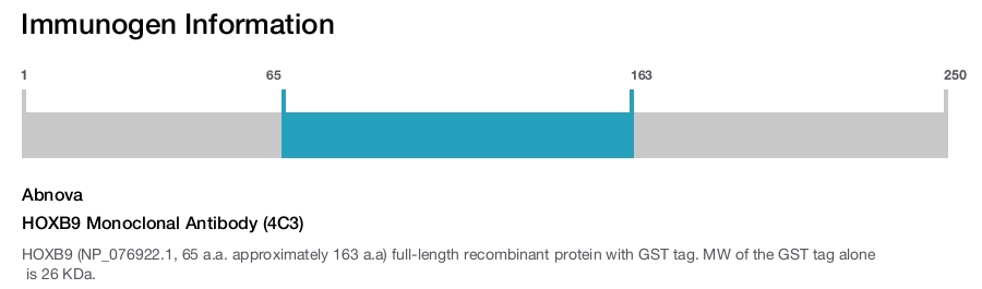 HOXB9 Monoclonal Antibody (4C3)