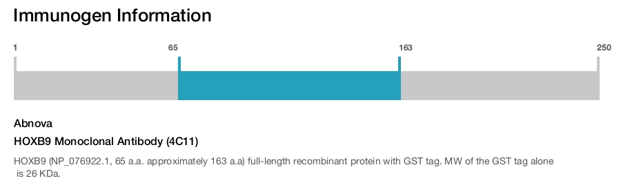 HOXB9 Monoclonal Antibody (4C11)