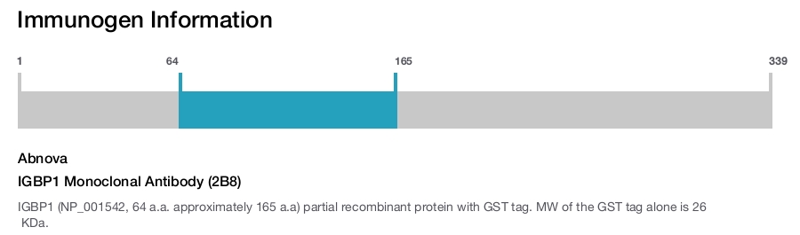 IGBP1 Monoclonal Antibody (2B8)