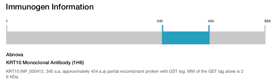 KRT10 Monoclonal Antibody (1H6)
