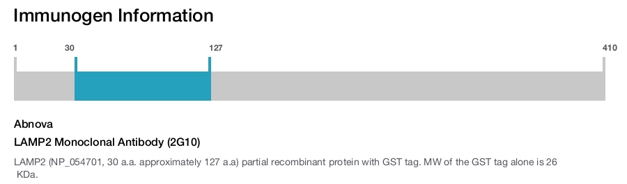 LAMP2 Monoclonal Antibody (2G10)