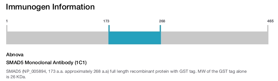 SMAD5 Monoclonal Antibody (1C1)