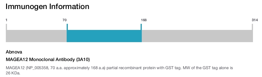 MAGEA12 Monoclonal Antibody (3A10)