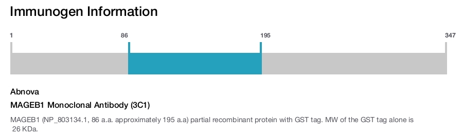 MAGEB1 Monoclonal Antibody (3C1)