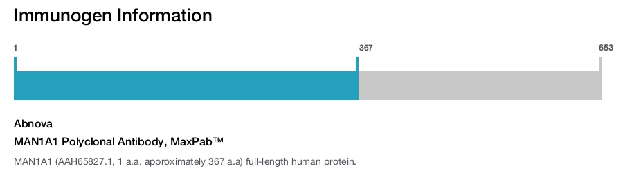 MAN1A1 Polyclonal Antibody, MaxPab™