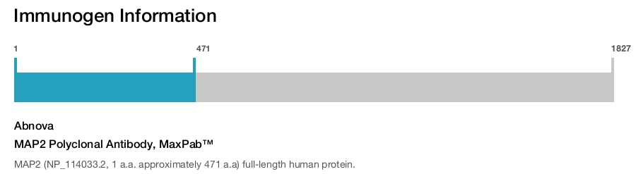 MAP2 Polyclonal Antibody, MaxPab&trade;
